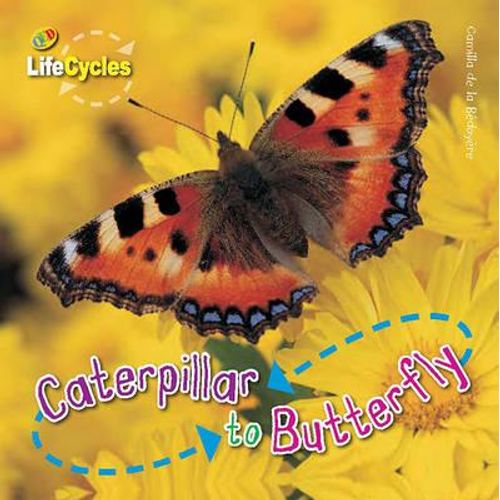 CATERPILLAR TO BUTTERFLY - LIFECYCLES CATERPILLAR TO BUTTERFLY - LIFECYCLES