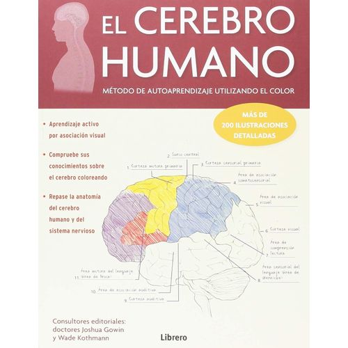 EL CEREBRO HUMANO
