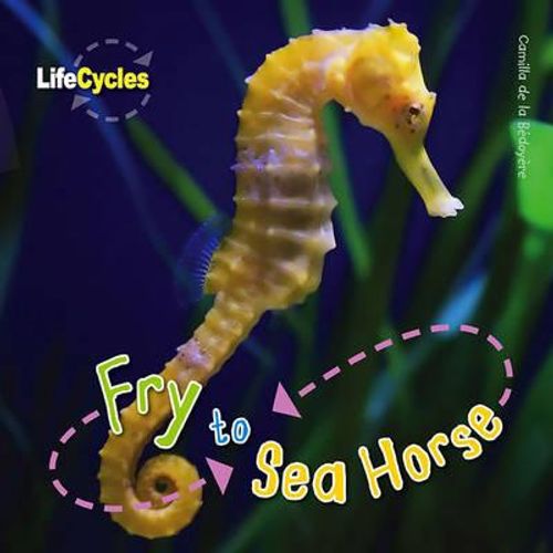 FRY TO SEAHORSE - LIFECYCLES FRY TO SEAHORSE - LIFECYCLES