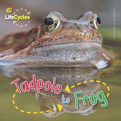 TADPOLE TO FROG - LIFECYCLES TADPOLE TO FROG - LIFECYCLES
